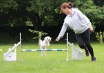 Fun Dog Training